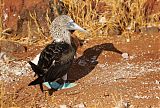 Blue-footed Boobyborder=